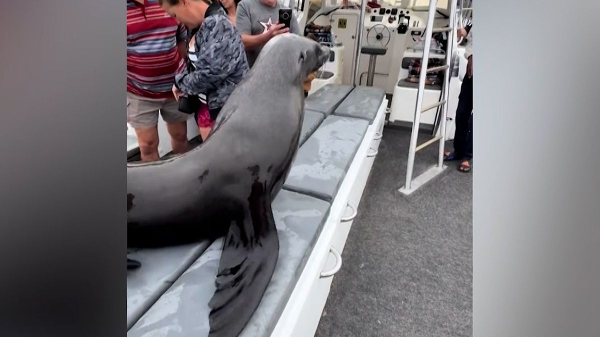 Setkání blízkého druhu. Lachtan vyskočil za turisty přímo na loď